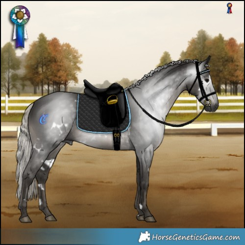 Horse Color:Gray White Spotted Silver Black Rabicano 