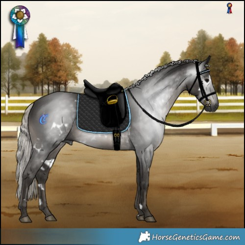 Horse Color:Gray White Spotted Silver Black Rabicano 