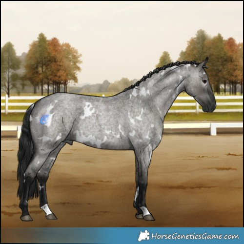 Horse Color:Gray White Spotted Grullo Roan Rabicano
