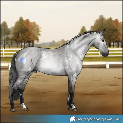 Horse Color:Gray White Spotted Grullo Roan Rabicano 