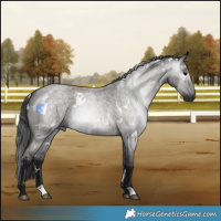 Horse Color:Gray White Spotted Grullo Roan Rabicano