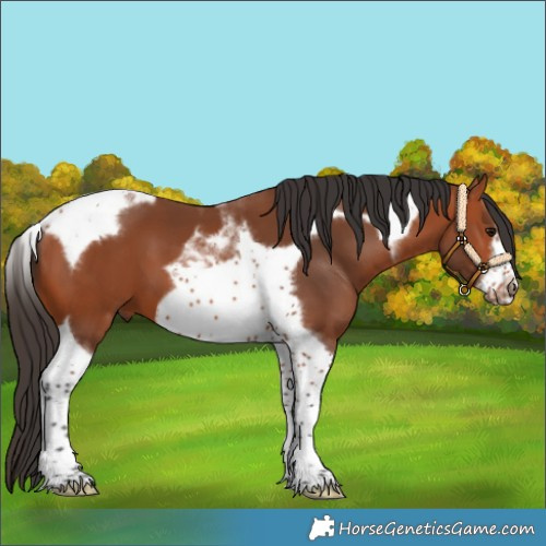 Horse Color:Bay Tobiano Frame 