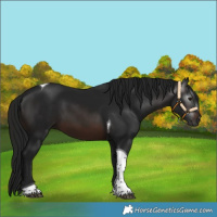 Horse Color:Gray Brown Tobiano 
