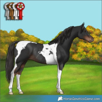 Horse Color:Liver Chestnut Tobiano Rabicano 