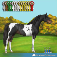 Horse Color:Liver Chestnut Tobiano Rabicano
