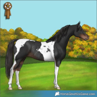 Horse Color:Liver Chestnut Tobiano Rabicano 