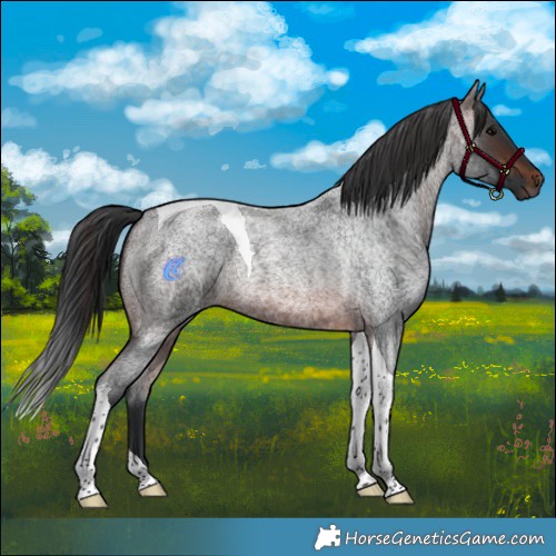 Horse Color:Brown Roan Tobiano 