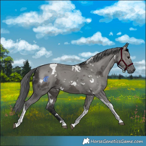 Horse Color:White Spotted Grullo Merle Tobiano 