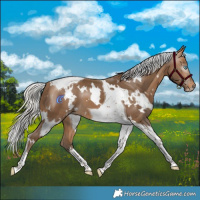 Horse Color:Gray White Spotted Silver Perlino Tobiano 
