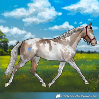 Horse Color:Gray White Spotted Silver Perlino Tobiano 