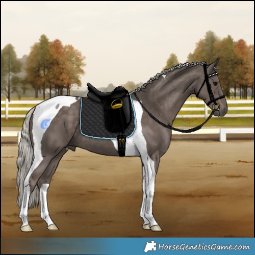 Horse Color:Silver Black Tobiano 