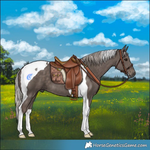 Horse Color:Silver Black Tobiano