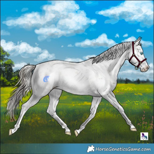 Horse Color:Liver Red Onyx Sabino Splash 