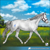 Horse Color:Liver Red Onyx Sabino Splash