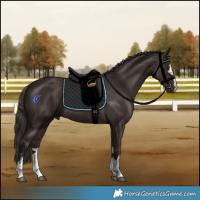 Horse Color:Liver Chestnut Rabicano