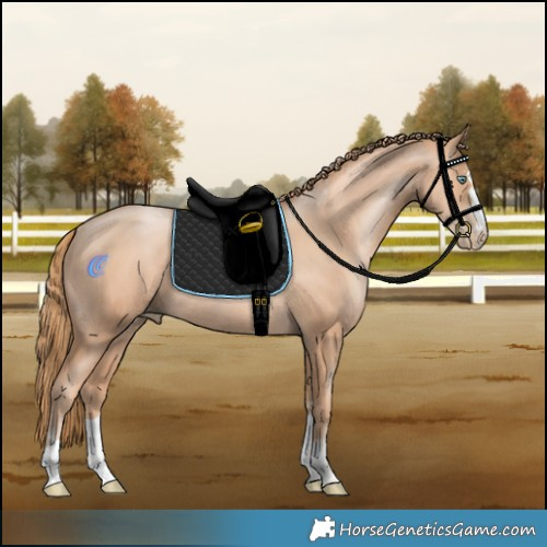 Horse Color:Gold Champagne Pearl Rabicano
