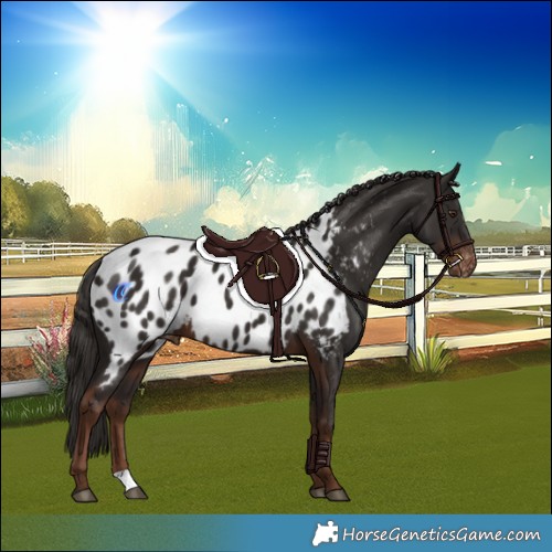 Horse Color:Liver Chestnut Appaloosa