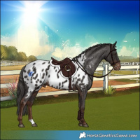 Horse Color:Liver Chestnut Appaloosa