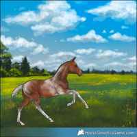 Horse Color:Silver Brown Tobiano