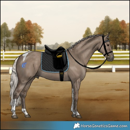 Horse Color:Silver Grullo Tobiano Rabicano 