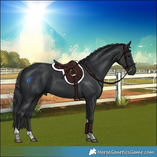 Horse Color:Black Tobiano 