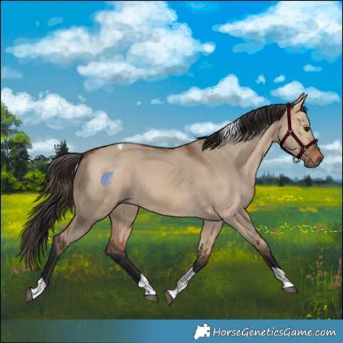 Horse Color:Bay Dun Tobiano 