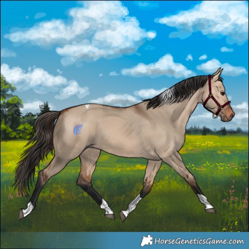 Horse Color:Bay Dun Tobiano 