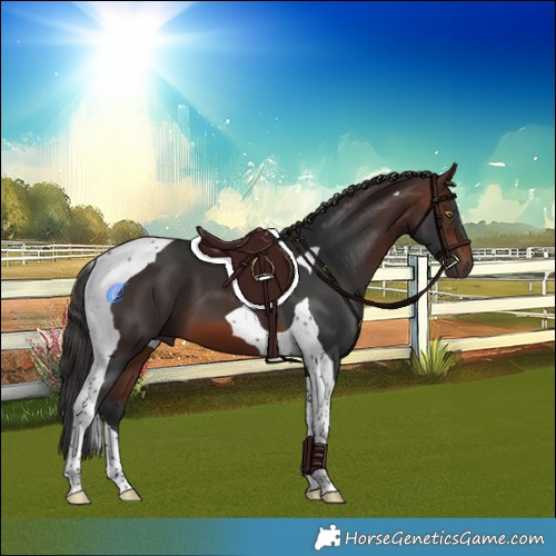 Horse Color:Brown Tobiano 