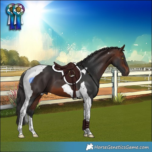 Horse Color:Brown Tobiano
