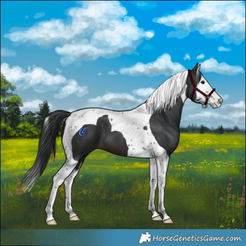 Horse Color:Brown Splash Tobiano 