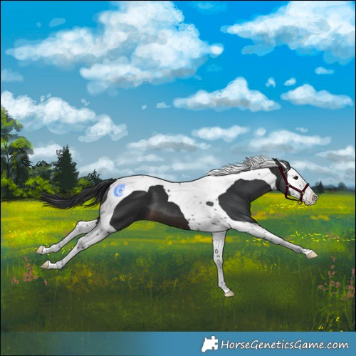 Horse Color:Brown Splash Tobiano 