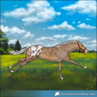 Horse Color:Silver Buckskin Blanket