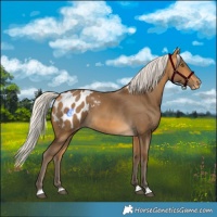 Horse Color:Silver Buckskin Appaloosa 