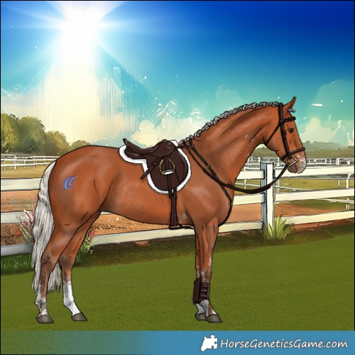 Horse Color:Silver Bay Sabino Rabicano 