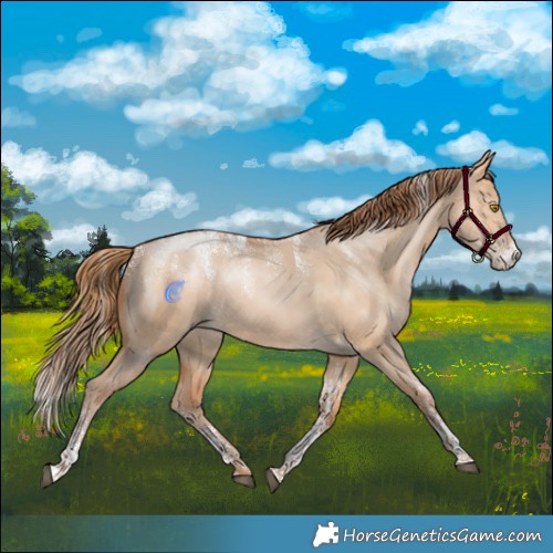 Horse Color:Powder White Bay Pearl Dun Rabicano 