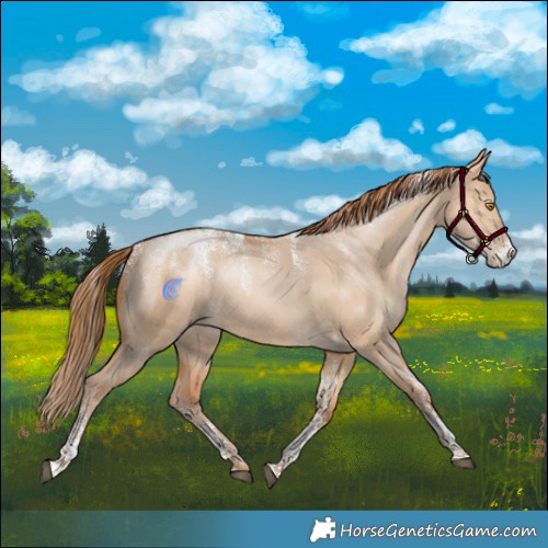 Horse Color:Powder White Bay Pearl Dun Rabicano 