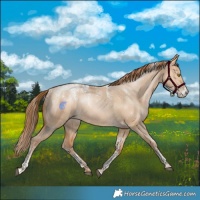 Horse Color:Powder White Bay Pearl Dun Rabicano