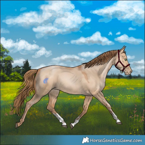 Horse Color:Bay Pearl Dun Sabino Rabicano 
