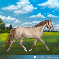 Horse Color:Bay Pearl Dun Sabino Rabicano 