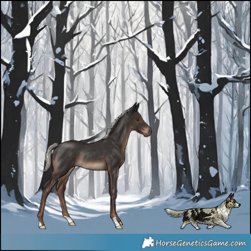 Horse Color:Liver Chestnut Mushroom Rabicano