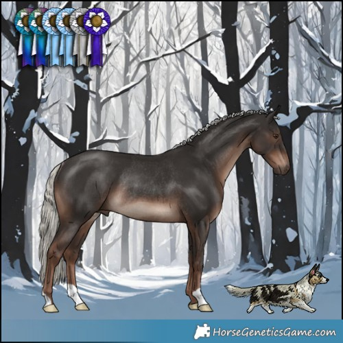 Horse Color:Liver Chestnut Mushroom Rabicano 