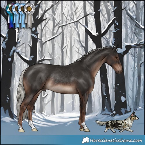 Horse Color:Liver Chestnut Mushroom Rabicano 