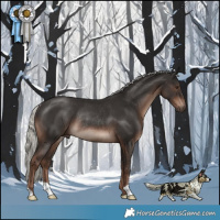 Horse Color:Liver Chestnut Mushroom Rabicano 