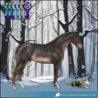 Horse Color:Liver Chestnut Mushroom Rabicano 