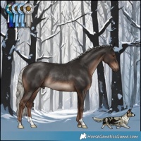 Horse Color:Liver Chestnut Mushroom Rabicano 