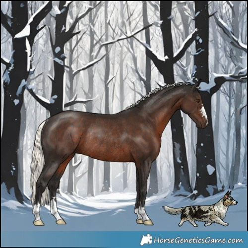 Horse Color:Liver Chestnut Mushroom Rabicano