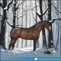 Horse Color:Liver Chestnut Mushroom Rabicano