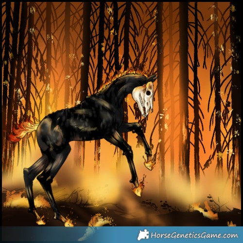 Horse Color:Gray Void Brown Tobiano Appaloosa