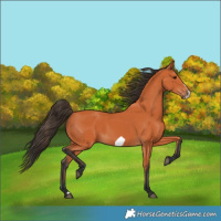 Horse Color:Bay Frame 