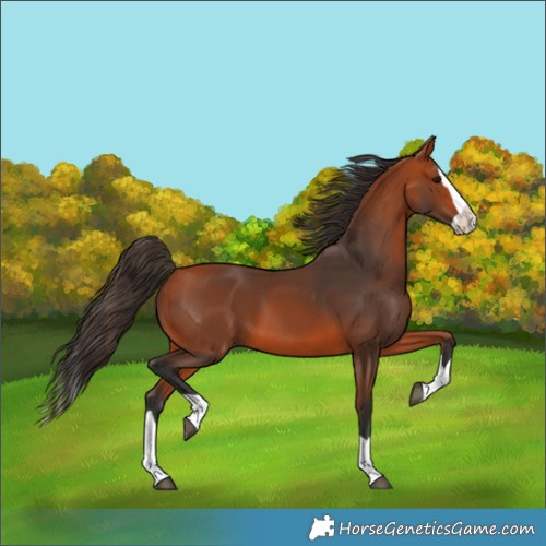 Horse Color:Bay Splash 